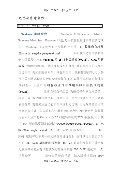 WB实验步骤详解