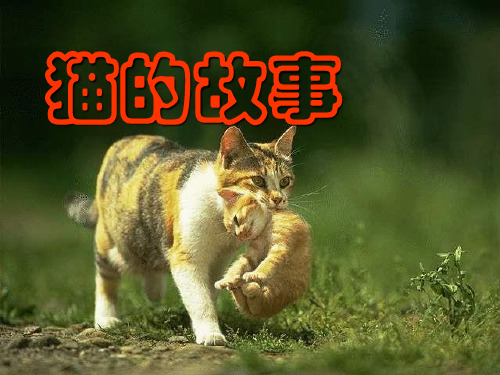 初中语文《猫的故事》(共12张)ppt11