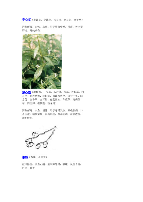 3000种中医药材第301-400种