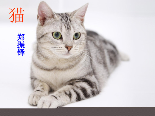 人教部编版七级上册语文第五《猫》精品PPT