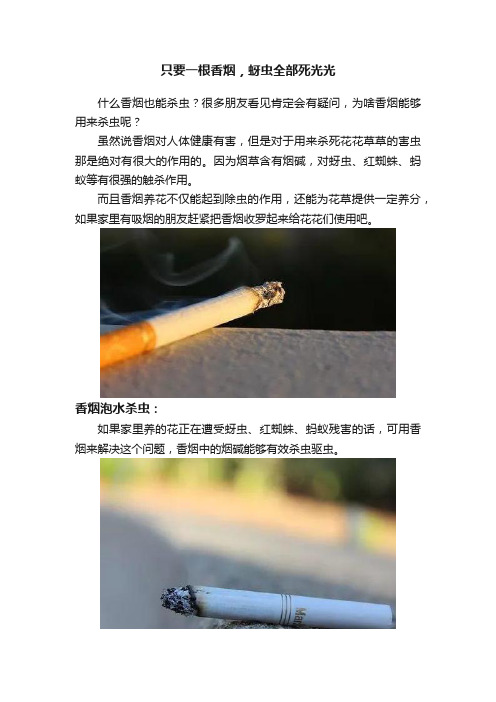 只要一根香烟，蚜虫全部死光光