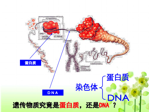 肺炎双球菌的转化实验(课堂PPT)