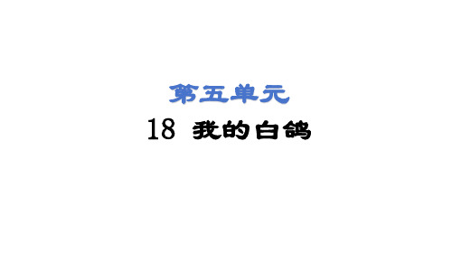 第18课 我的白鸽 课件(共42张PPT) 2024-2025学年统编版语文七年级上册(2024)