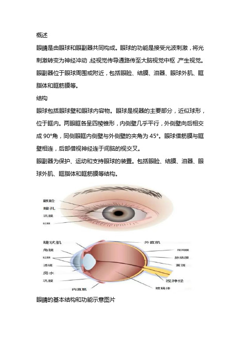 眼球的基本结构及各组织作用