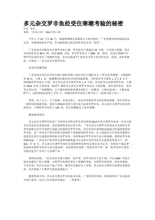 多元杂交罗非鱼经受住寒潮考验的秘密