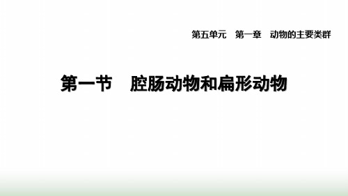 人教版八年级生物上册第五单元第一章1.1腔肠动物和扁形动物课件