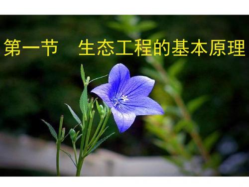 高二生物生态工程的基本原理(中学课件2019)