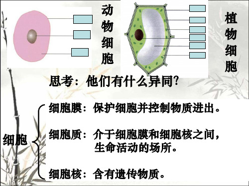 生物体的结构层次1ppt