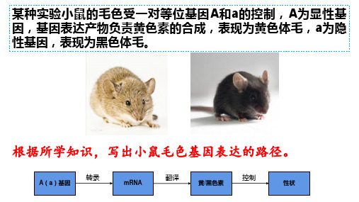 高中生物精品课件：生物体存在表观遗传现象 (2)