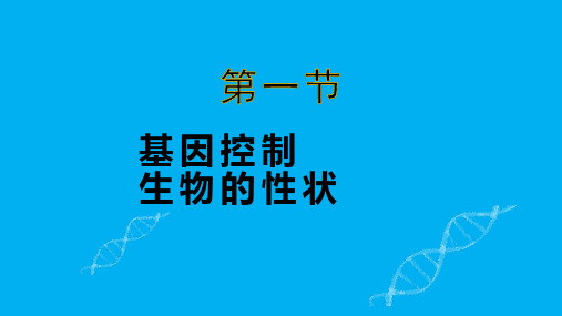 基因控制生物的性状  课件-2022-2023学年人教版生物八年级下册