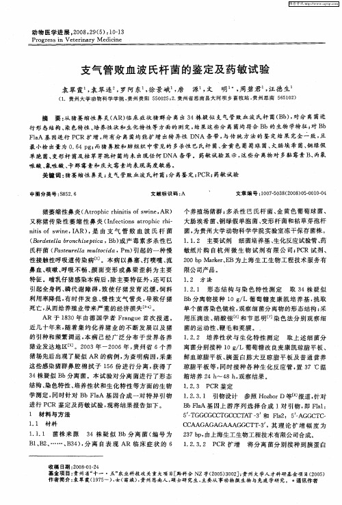 支气管败血波氏杆菌的鉴定及药敏试验
