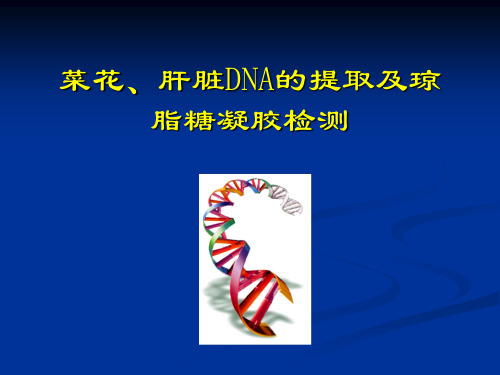 SDS—聚丙烯酰胺凝胶电泳(PAGE)测定蛋白质分子量