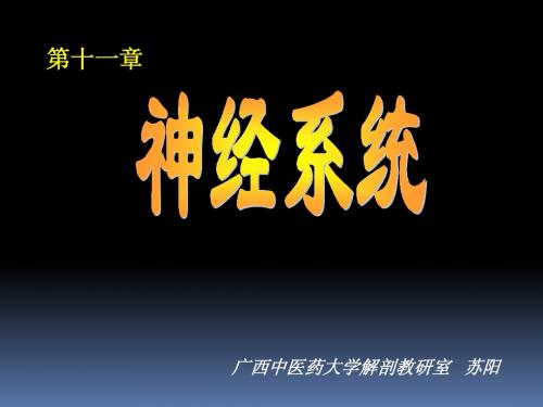 神经系总论及脊髓、脊神经