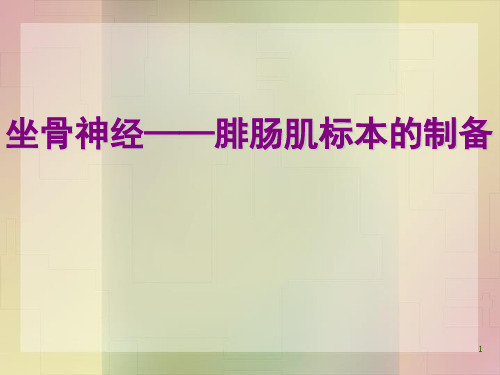 坐骨神经——腓肠肌标本的制备ppt演示课件