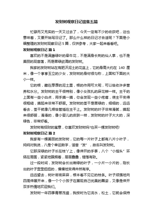 发财树观察日记锦集五篇