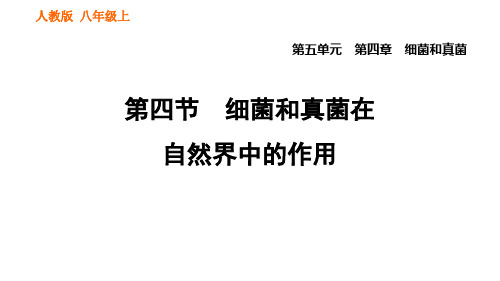 5. 细菌和真菌在自然界中的作用 人教版八年级上册生物课件