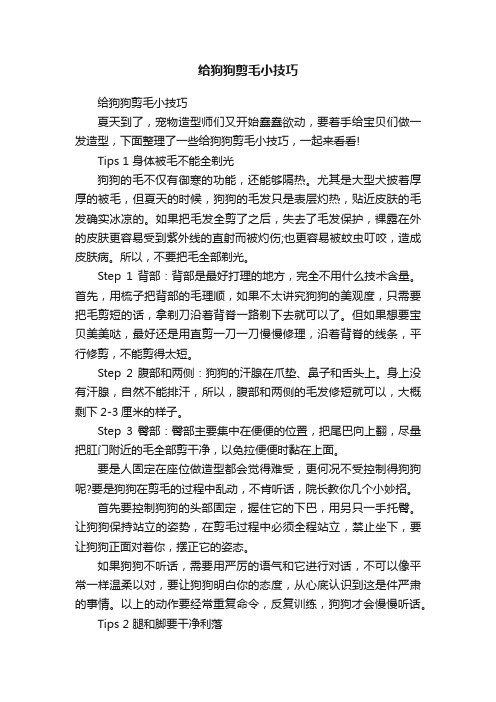 给狗狗剪毛小技巧