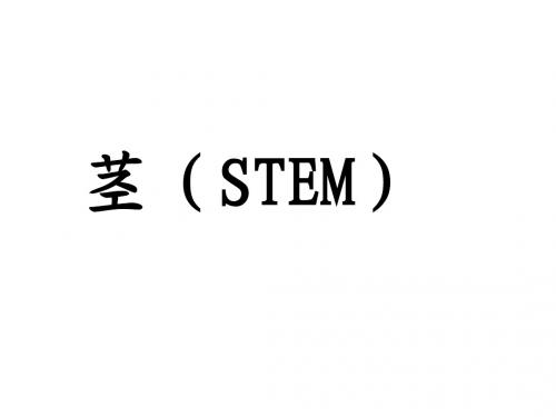 植物学课件-茎