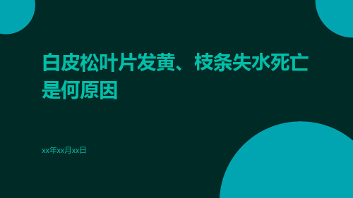 白皮松叶片发黄、枝条失水死亡是何原因