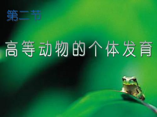 蛙的受精卵分裂的过程