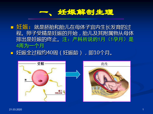 产科超声诊断-PPT课件-50页精选文档