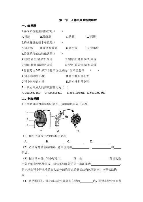 苏教版生物七年级下册 《人体泌尿系统的组成》同步练习