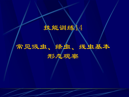 常见吸虫、绦虫、线虫基本形态观察