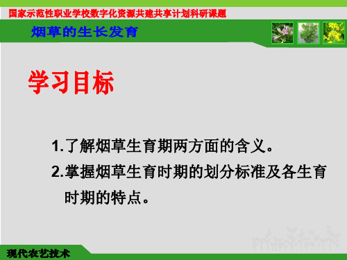 烟草的生长发育