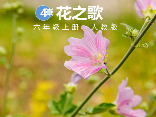 《花之歌》课件(共17张PPT)