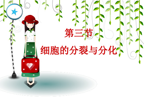 细胞的分裂与分化