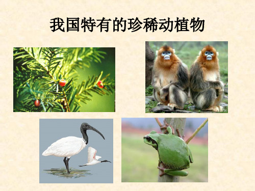 【课件设计】我国特有的珍稀动植物.ppt