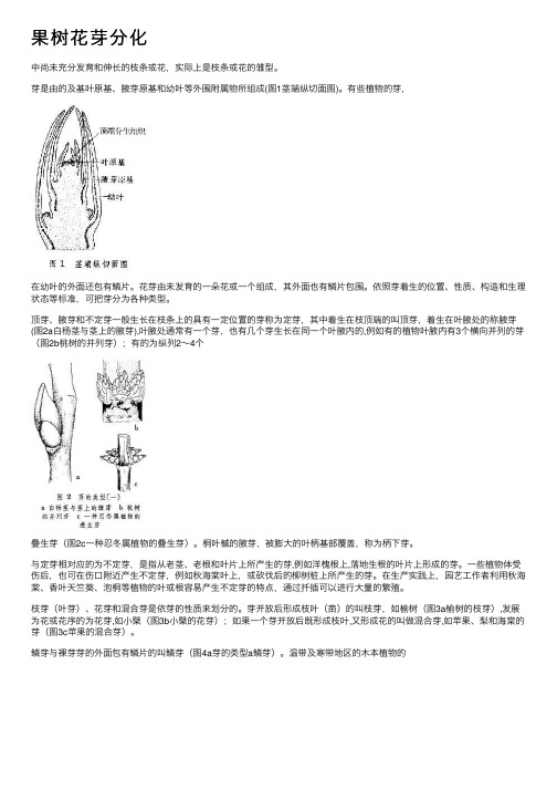 果树花芽分化