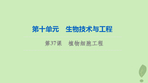 2024版高考生物一轮总复习第10单元生物技术与工程第37课植物细胞工程课件