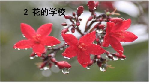 人教部编版三年级语文上册课件:2 花的学校