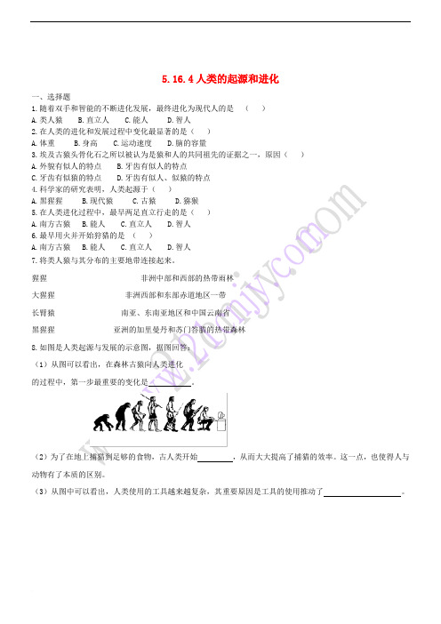 八年级生物上册 16.4《人类的起源和进化》练习题 (新版)苏教版