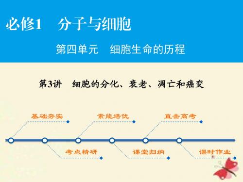 2017高考生物大一轮复习 第4单元 细胞生命的历程 第3讲 细胞的分化、衰老、凋亡和癌变课件(必修