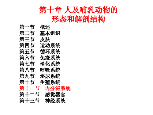 10-11 内分泌系统