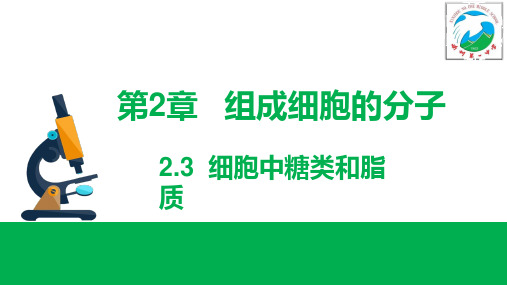 2.3细胞中糖类和脂质 课件-人教版(2019)高一生物上册