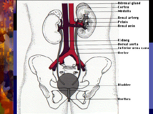 尿液检查Examinationofurine