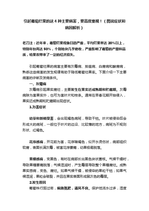 引起葡萄烂果的这4种主要病害，要高度重视！（图说症状和病因解析）