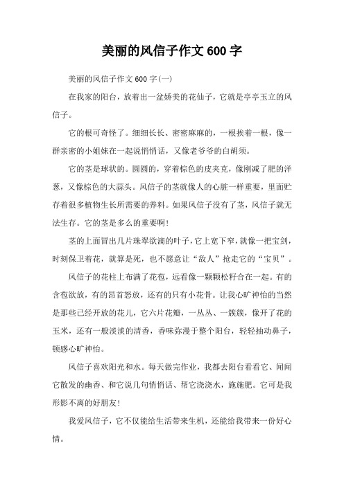 美丽的风信子作文600字