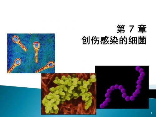 创伤感染细菌ppt课件