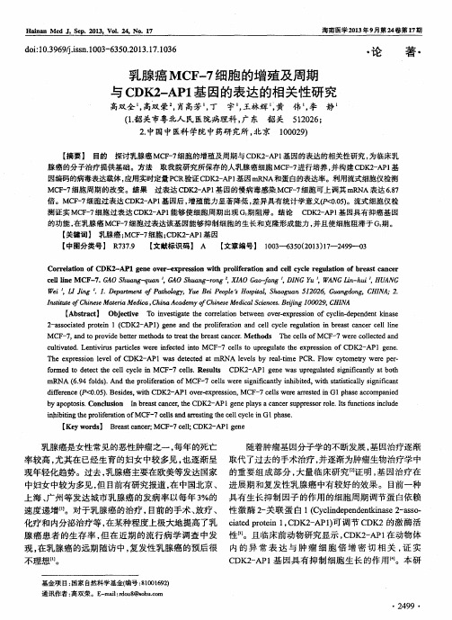 乳腺癌MCF-7细胞的增殖及周期与CDK2-AP1基因的表达的相关性研究