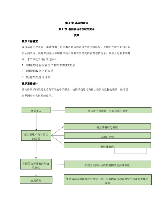 2023年高中生物新教材人教版(2023年)必修二教案：第2节基因表达与性状的关系(含解析)