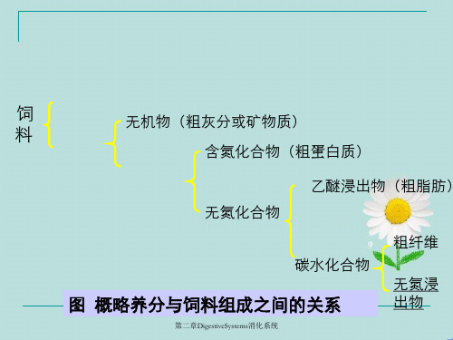 第二章DigestiveSystems消化系统