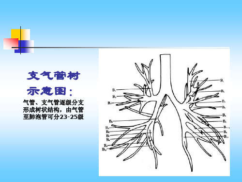 肺部CT解剖结构