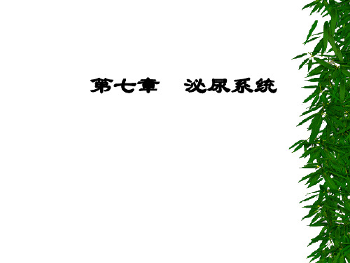 医学微系统解剖学课件 04、泌尿生殖、腹膜