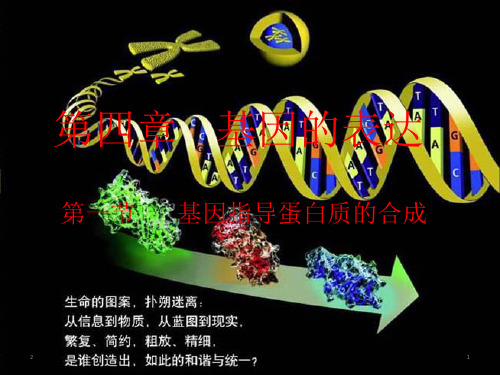 人教版必修2生物4.1基因指导蛋白质的合成(共40张ppt)