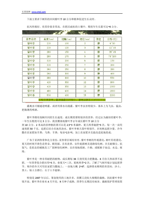 紫叶李10公分