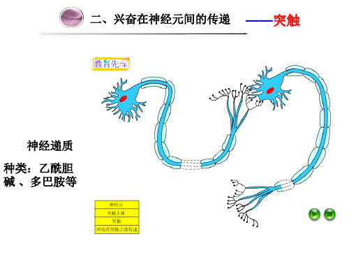 兴奋在神经元之间的传递